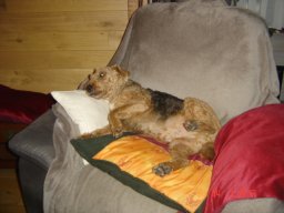 le_nouveau_bobby_20211126_1938614166